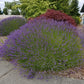 Lavender Plant Grosso 2.5QT Size Pots