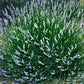 Lavender French Provence - 2.5QT Size Pot