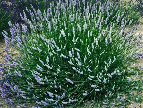 Lavender French Provence - 2.5QT Size Pot