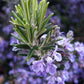 Rosemary Live Plant Arp