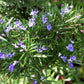 Rosemary Live Plant Arp