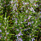 Rosemary Live Plant Arp
