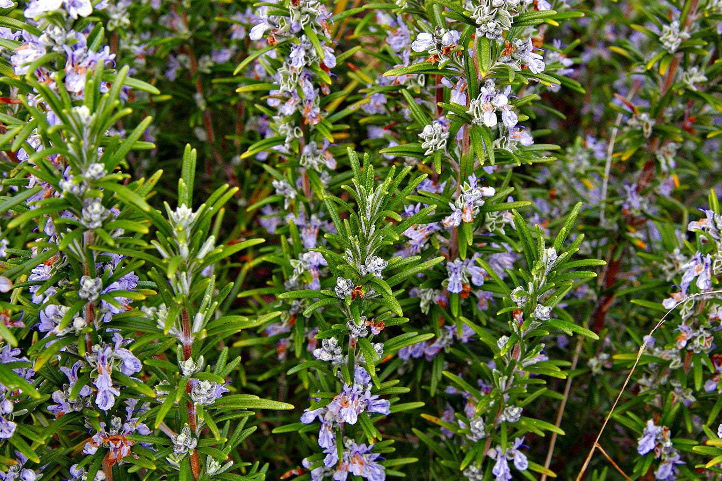 Rosemary Live Plant Arp