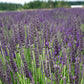 Lavender Plant Grosso 2.5QT Size Pots