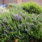 Rosemary Live Plant Arp