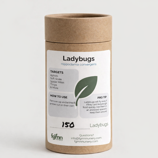 Ladybugs