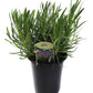 Lavender French Provence - 2.5QT Size Pot