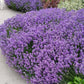 Lavender Live Plant "Sensational" - 4" Size Pot