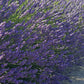 Lavender French Provence - 2.5QT Size Pot