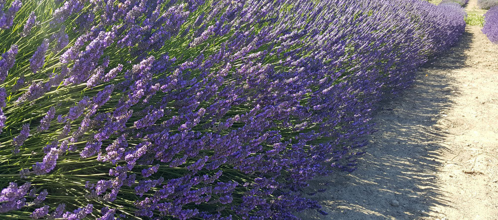 Lavender French Provence - 2.5QT Size Pot