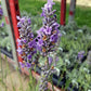 Lavender French Provence - 2.5QT Size Pot