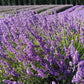 Lavender Live Plant "Sensational" - 4" Size Pot